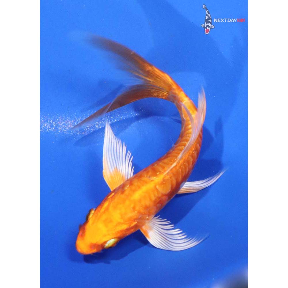5” Imported Doitsu Orenji Ogon Butterfly Koi