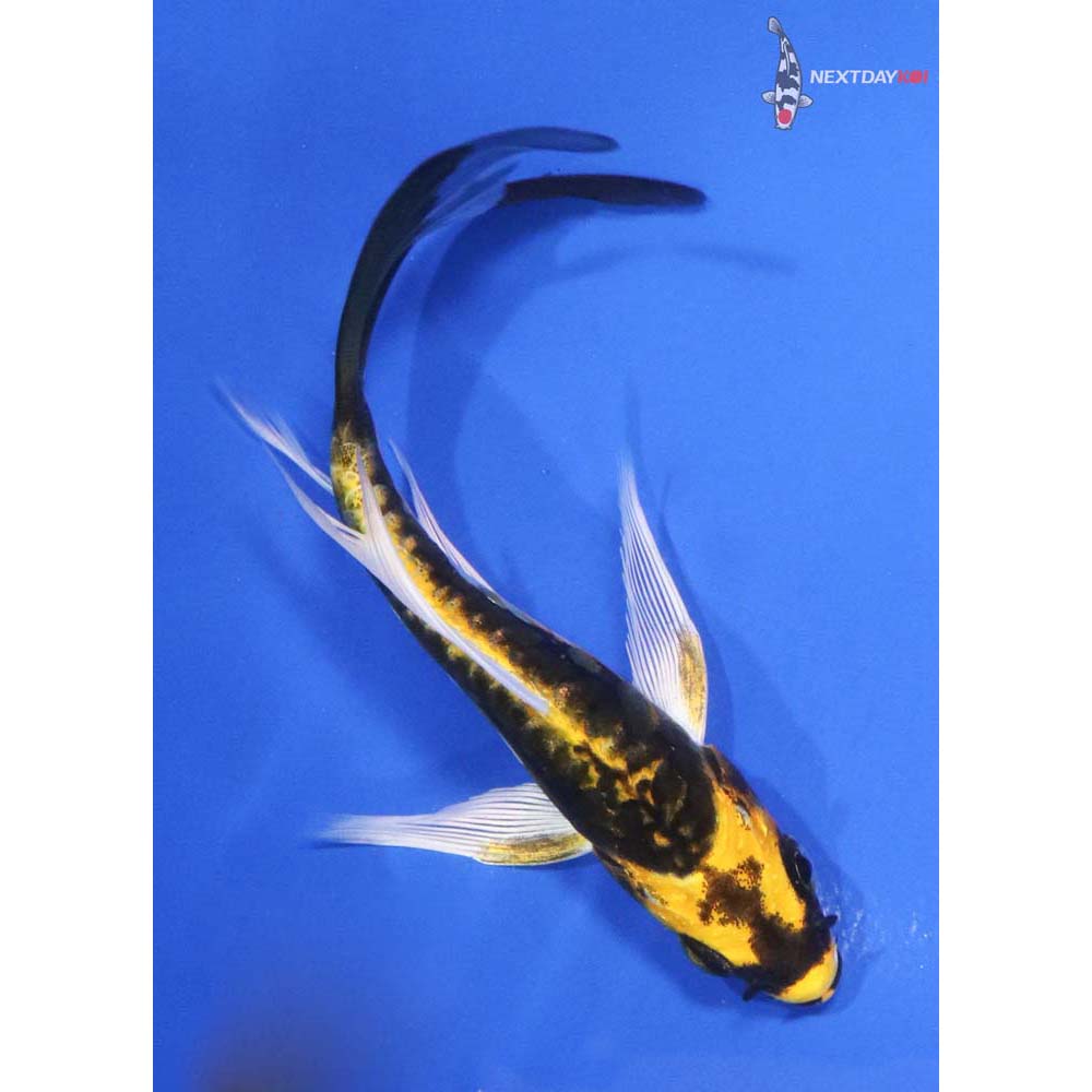 5” Imported Kin Kikokuryu Butterfly Koi