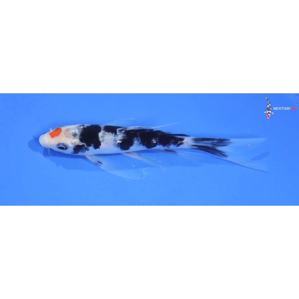 5” Imported Sanke Butterfly Koi