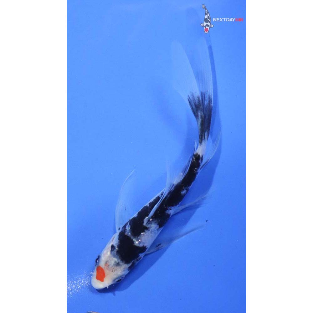 5” Imported Sanke Butterfly Koi