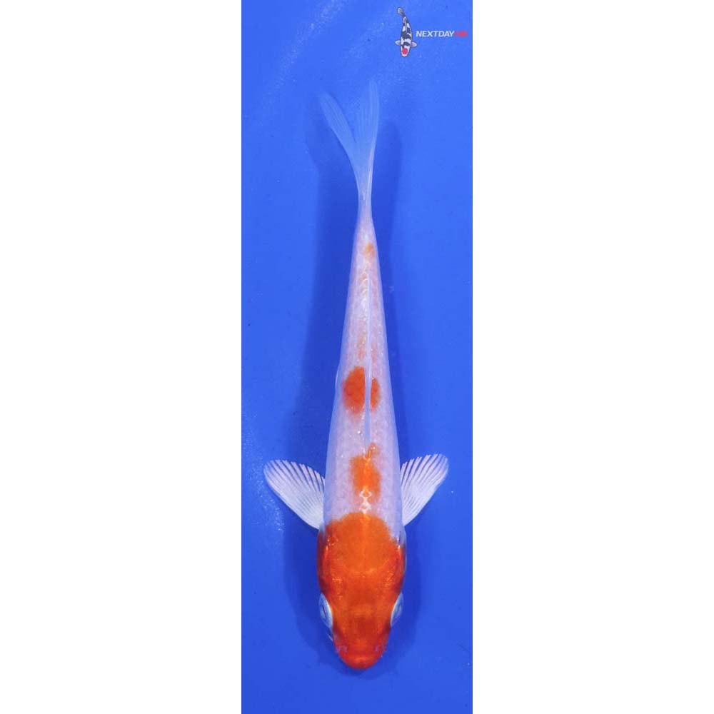 4” Imported Hariwake
