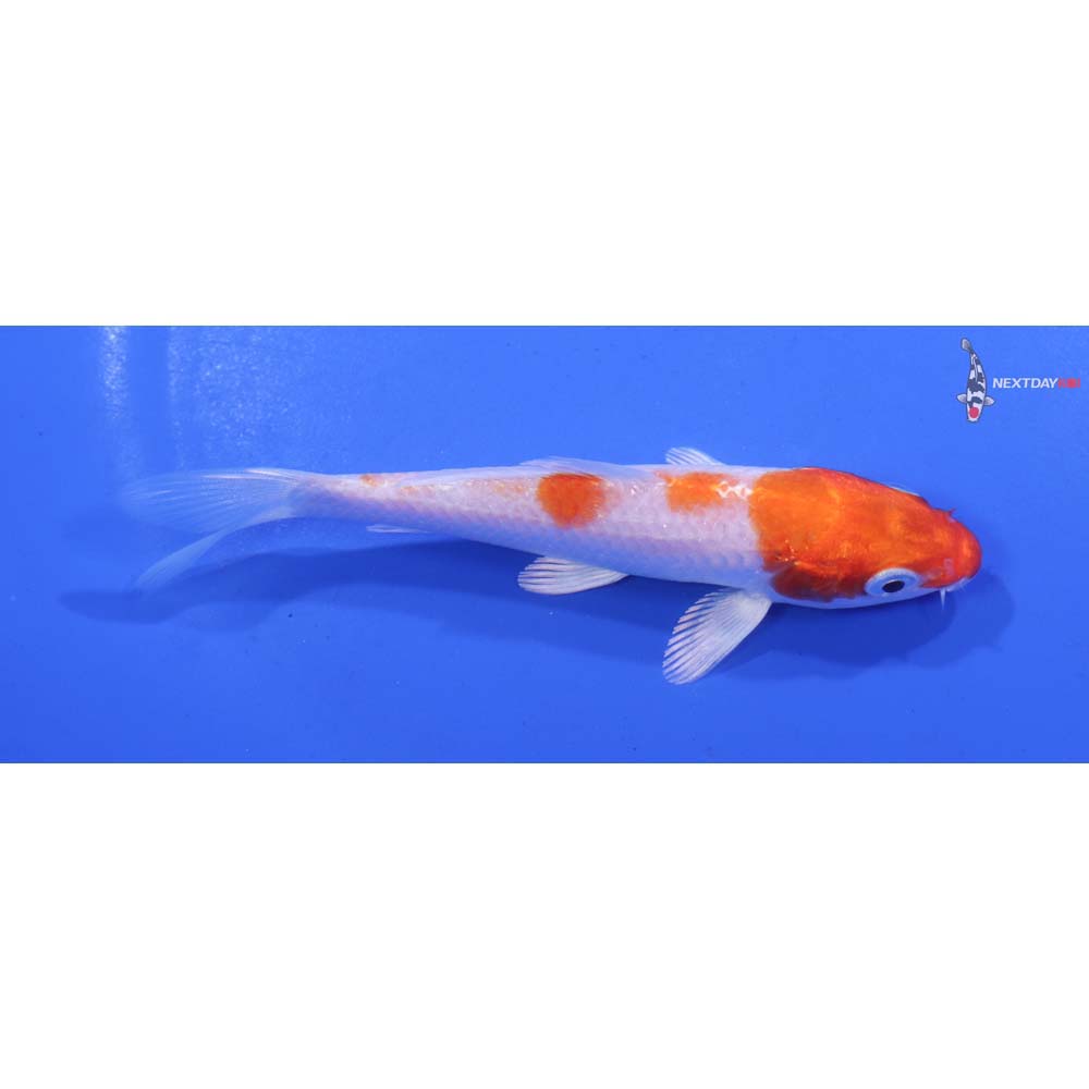 4” Imported Hariwake