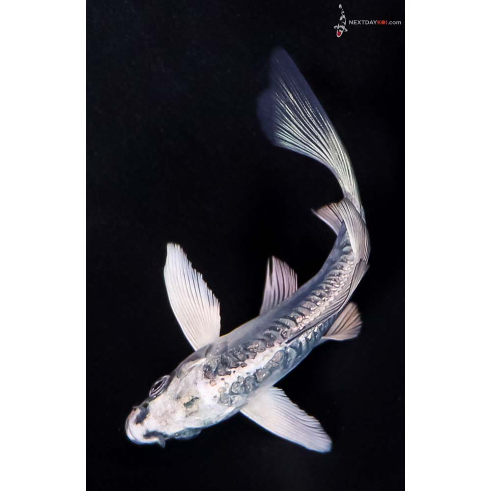 4.5” Imported Gin Rin Doitsu Blue Gin Matsuba Butterfly Koi