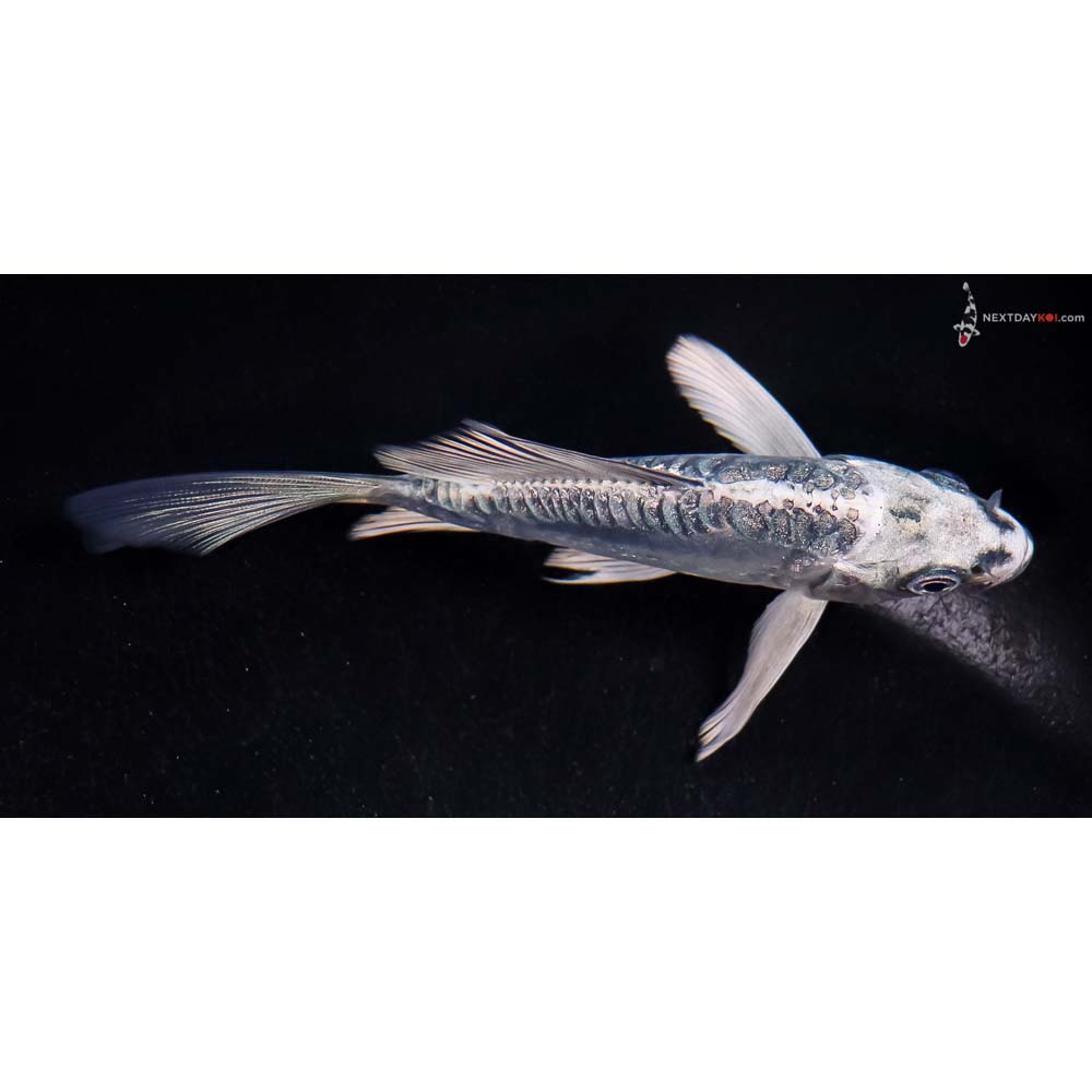 4.5” Imported Gin Rin Doitsu Blue Gin Matsuba Butterfly Koi