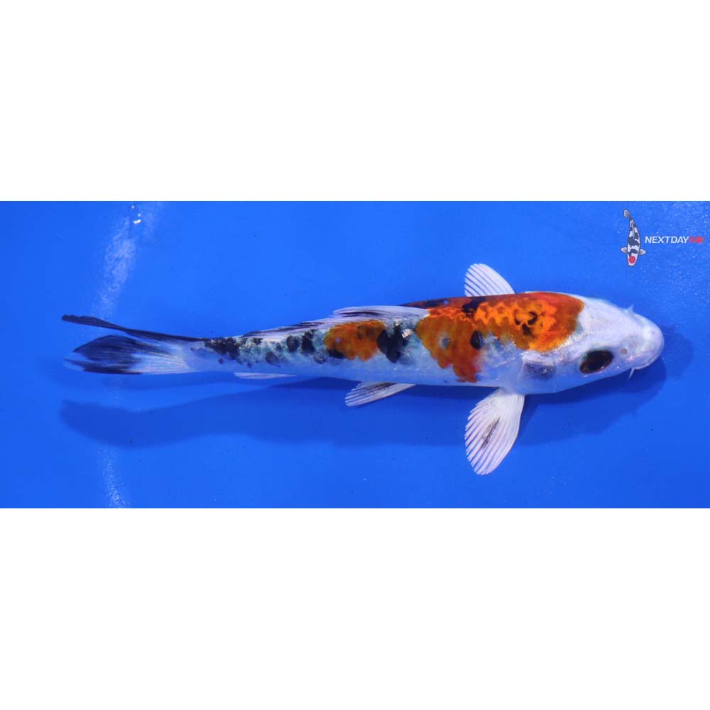 4.5” Imported Yamato Nishiki