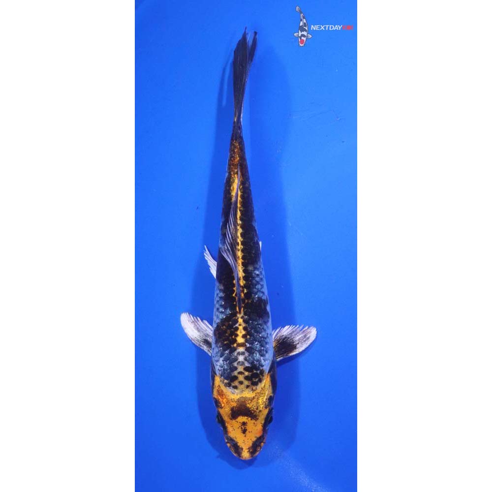 6”  Imported Kujaku