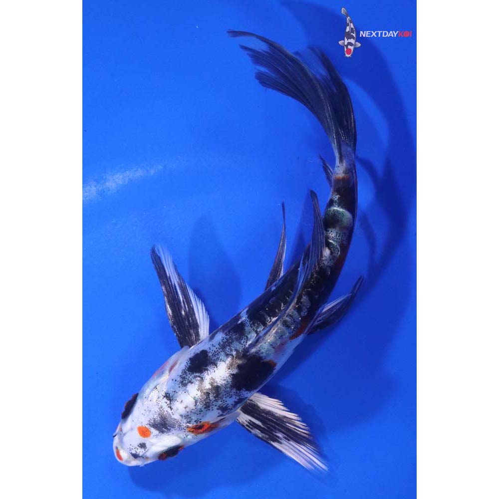 5” Imported Heisei Nishiki Butterfly Koi