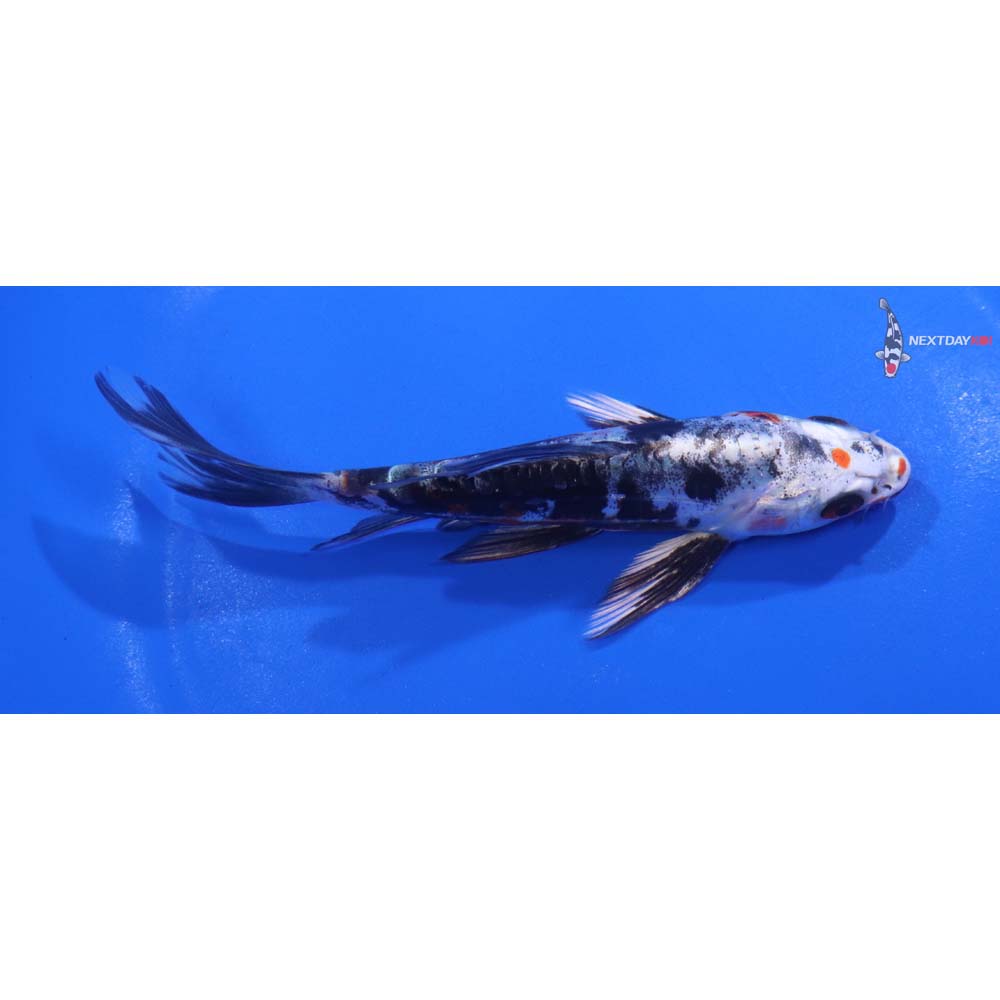 5” Imported Heisei Nishiki Butterfly Koi