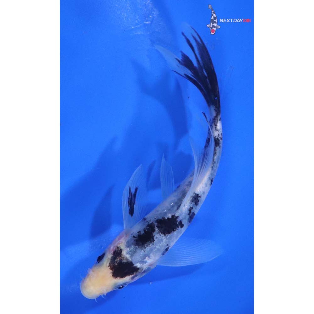 5” Imported Shiro Bekko Butterfly Koi