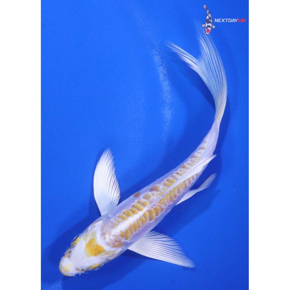 5” Imported Doitsu Lemon Hariwake Butterfly Koi