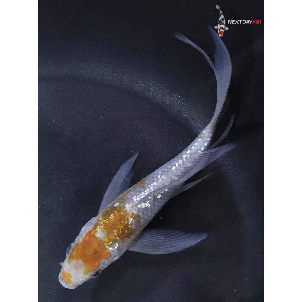 5” Imported Gin Rin Ochiba Shigure Butterfly Koi