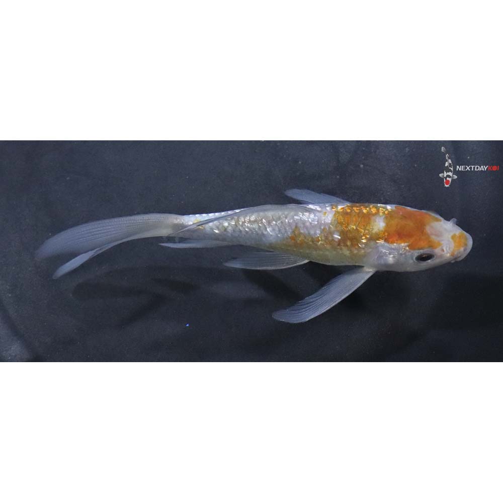 5” Imported Gin Rin Ochiba Shigure Butterfly Koi