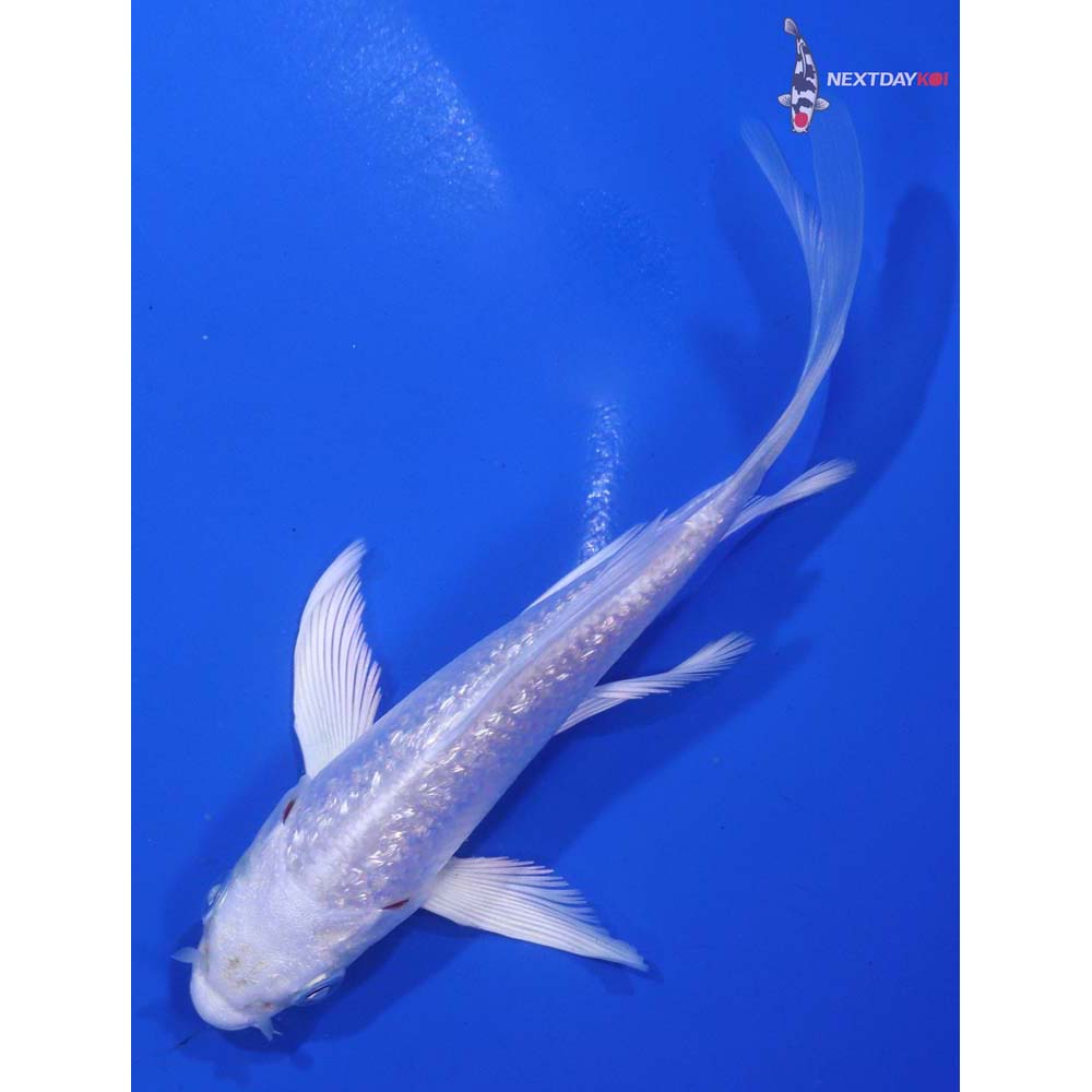 4.5” Imported Gin Rin Platinum Ogon Butterfly Koi