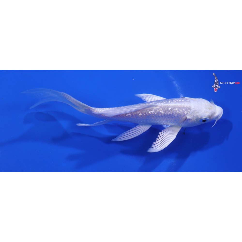 4.5” Imported Gin Rin Platinum Ogon Butterfly Koi
