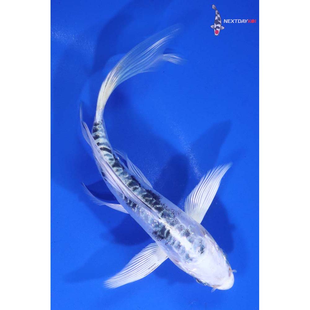 5” Imported Doitsu Gin Shiro Bekko Butterfly Koi