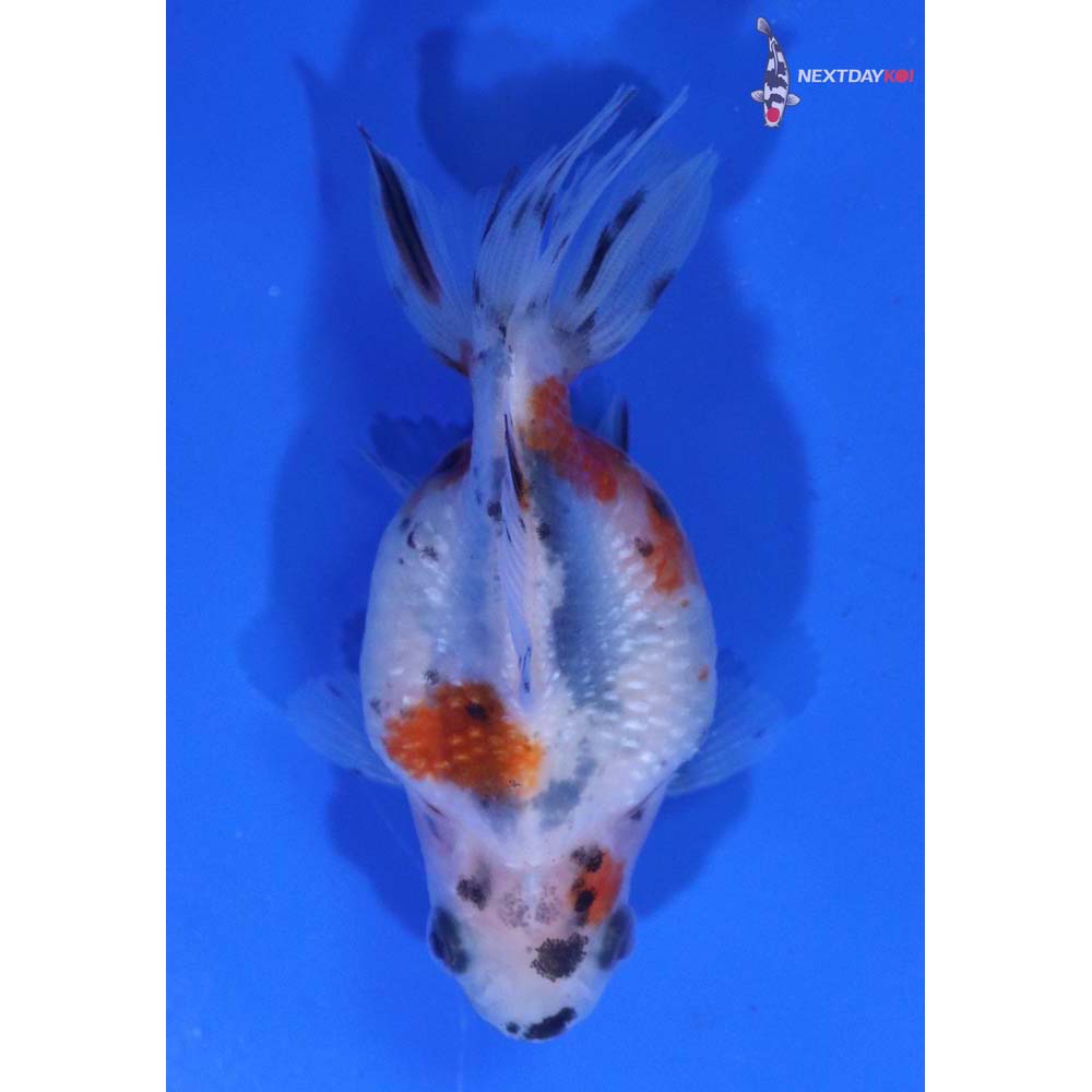 2.5” Imported Calico Pearlscale