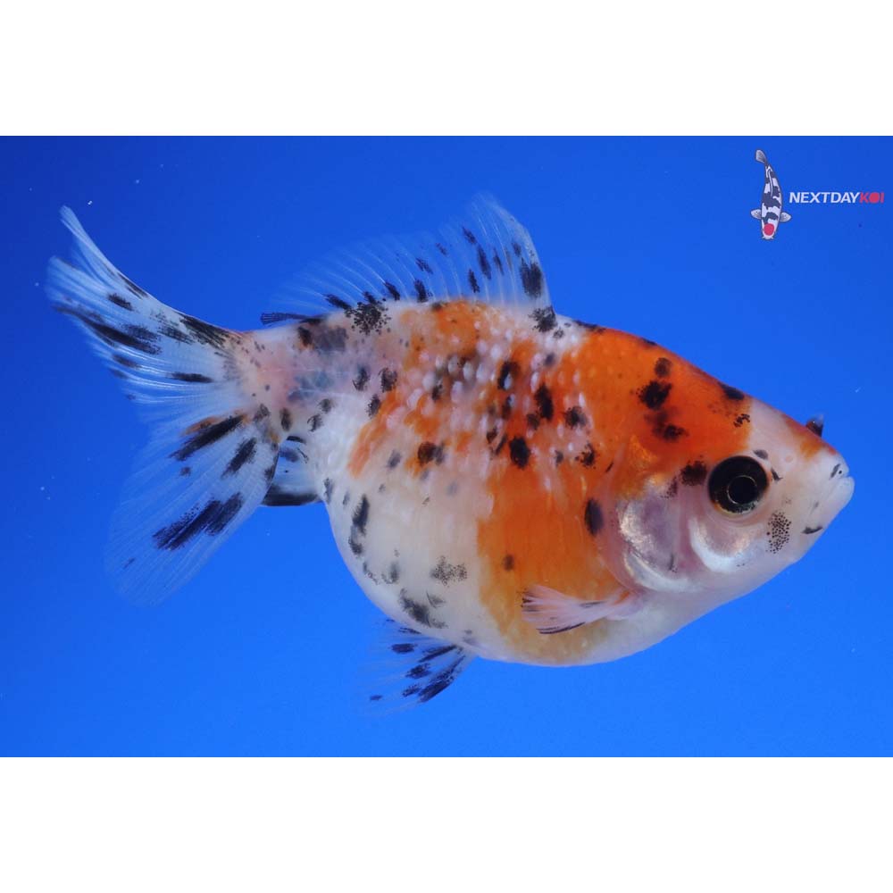3” Imported Calico Pearlscale
