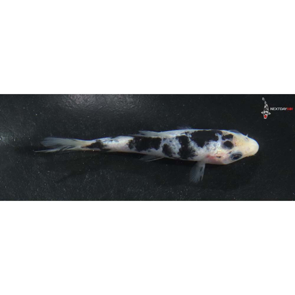 3.5” Imported Shiro Bekko