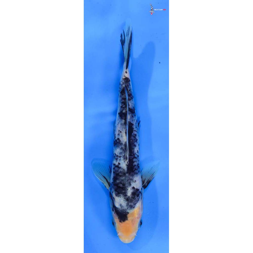 8” Imported Shiro Utsuri