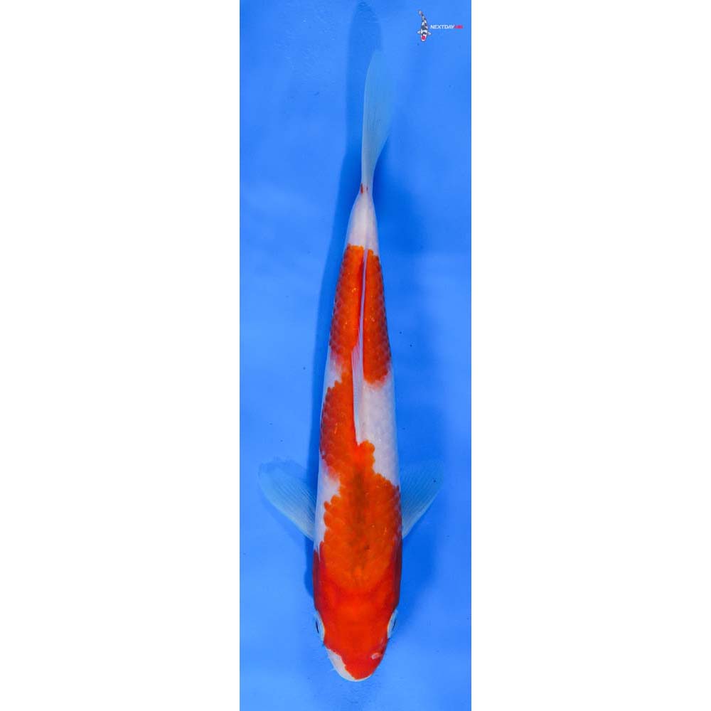 8” Imported Kohaku