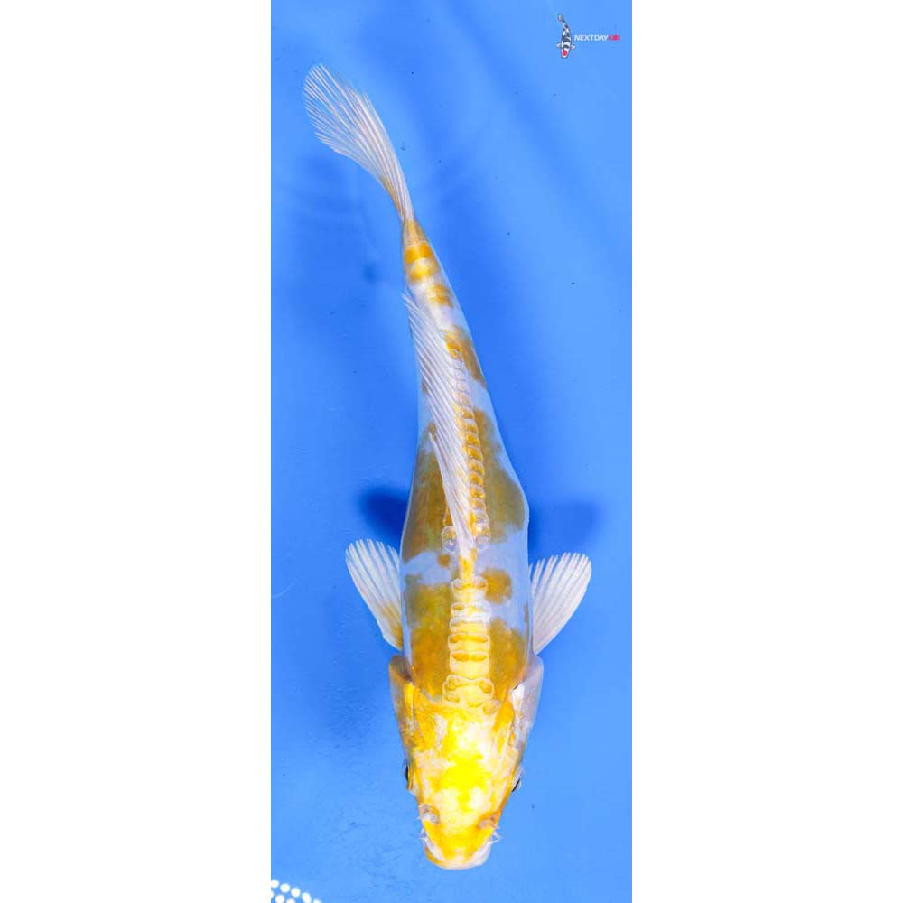 8.5” Imported Doitsu Lemon Hariwake
