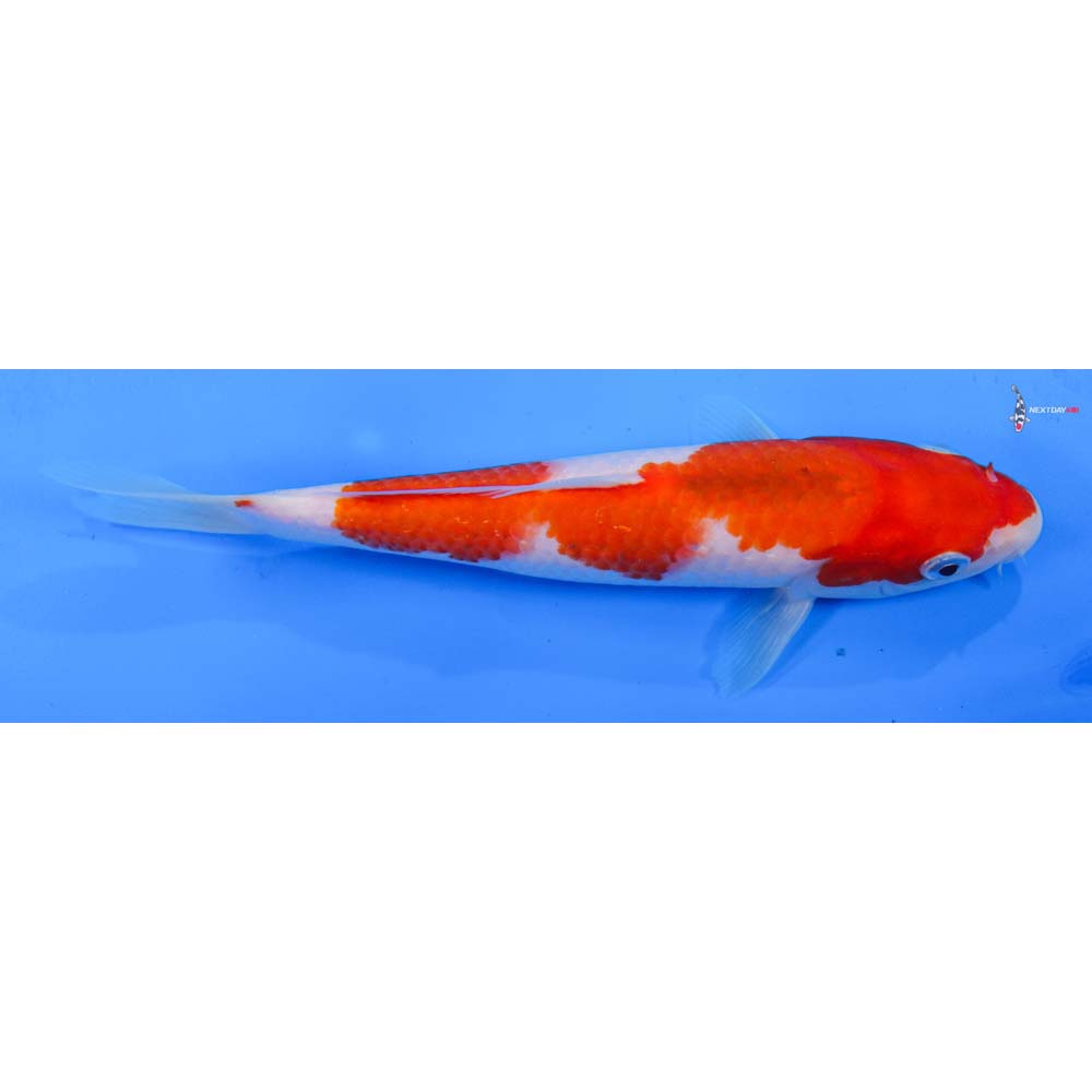 8” Imported Kohaku