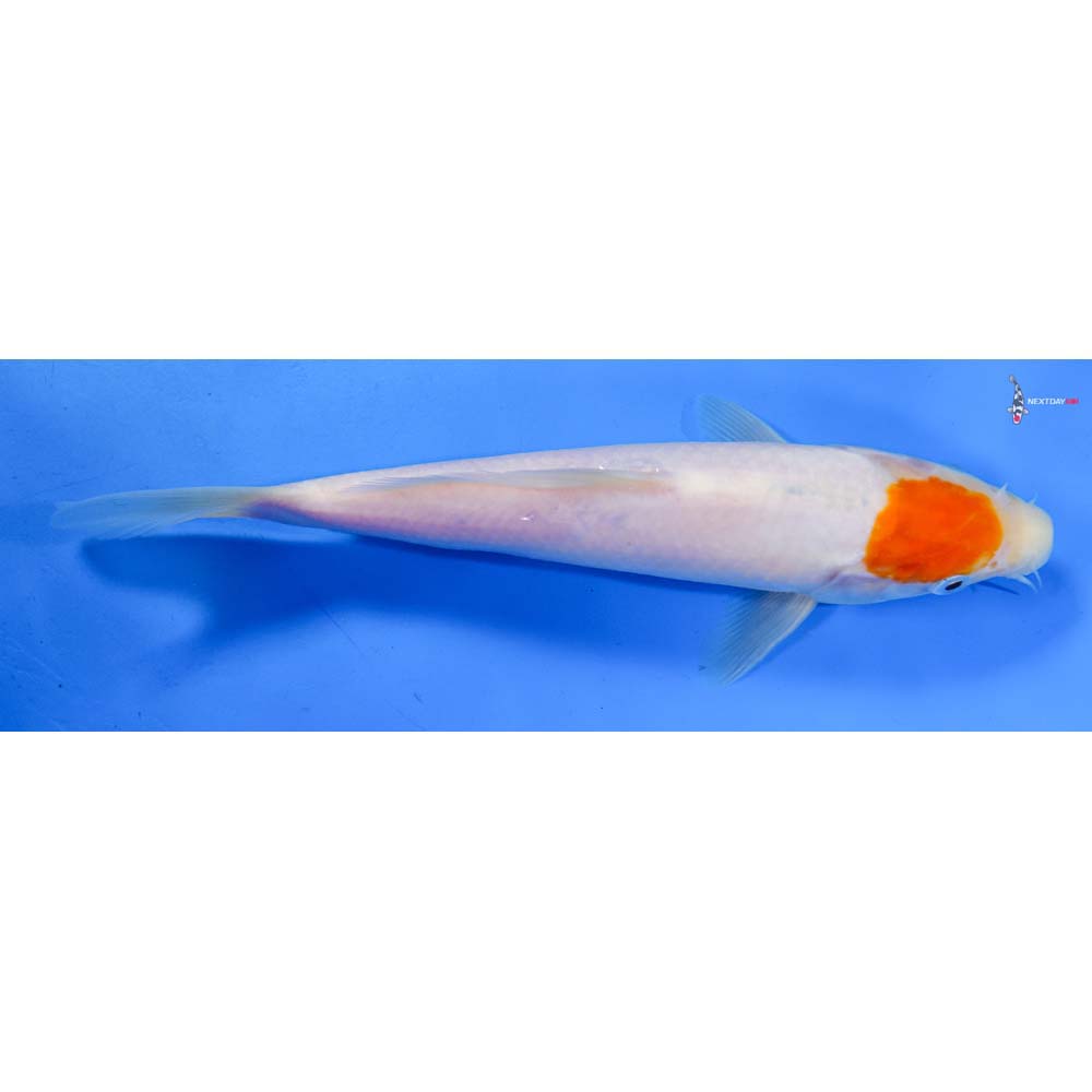 8” Imported Kohaku
