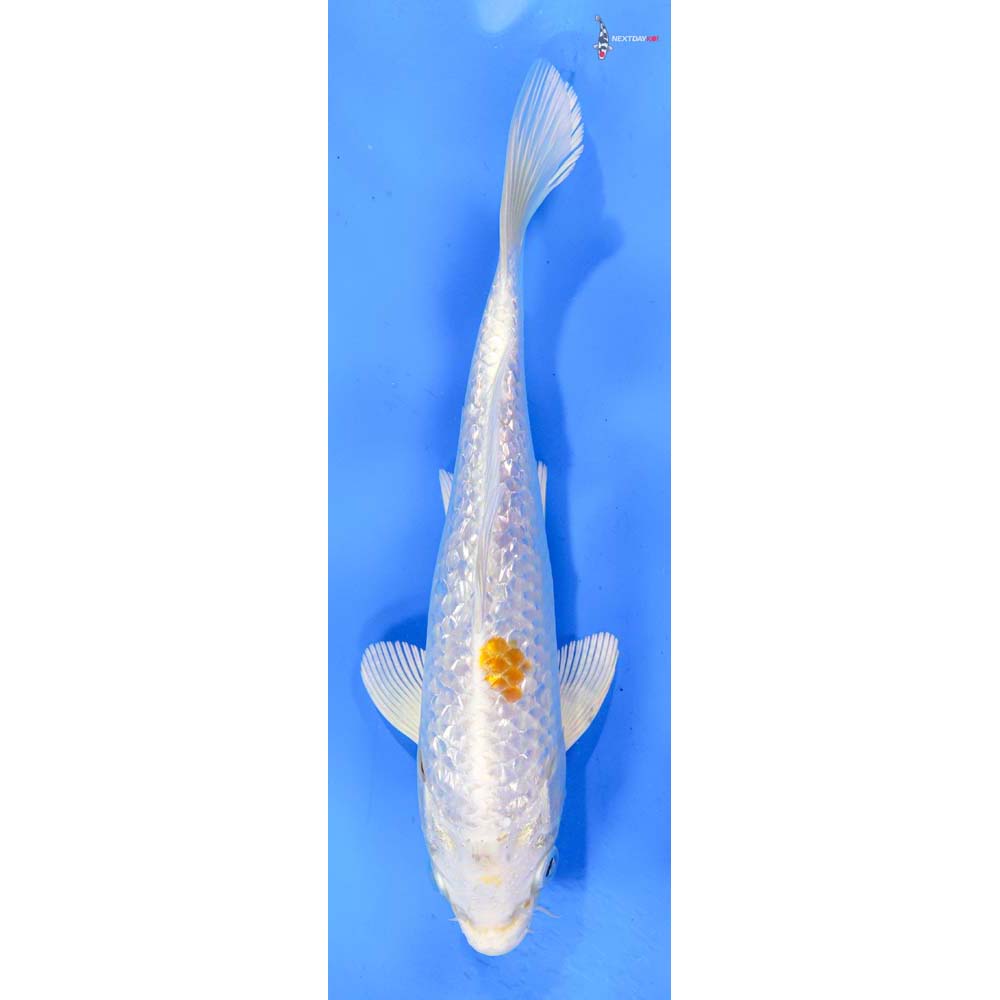 7.5” Imported Gin Rin Hariwake