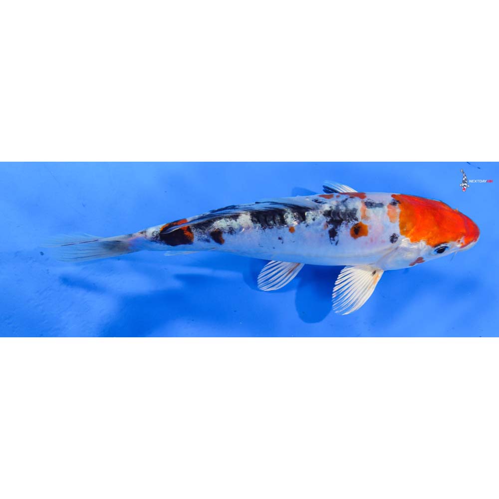 7.5” Imported Heisei Nishiki