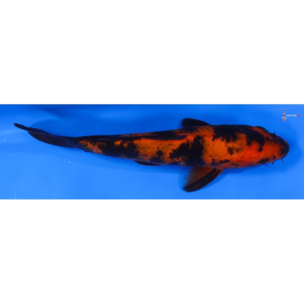 7.5” Imported Aka Bekko