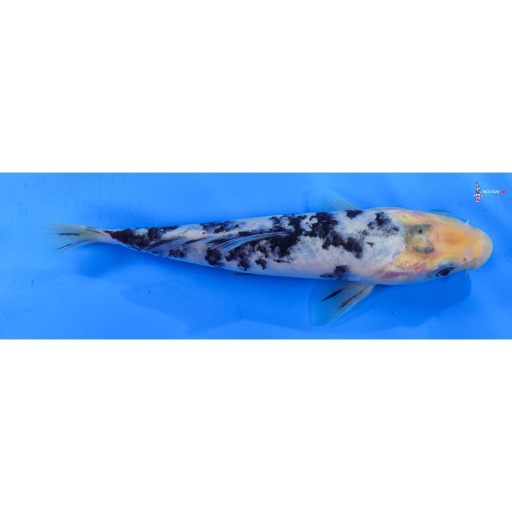 7.5” Imported Shiro Bekko