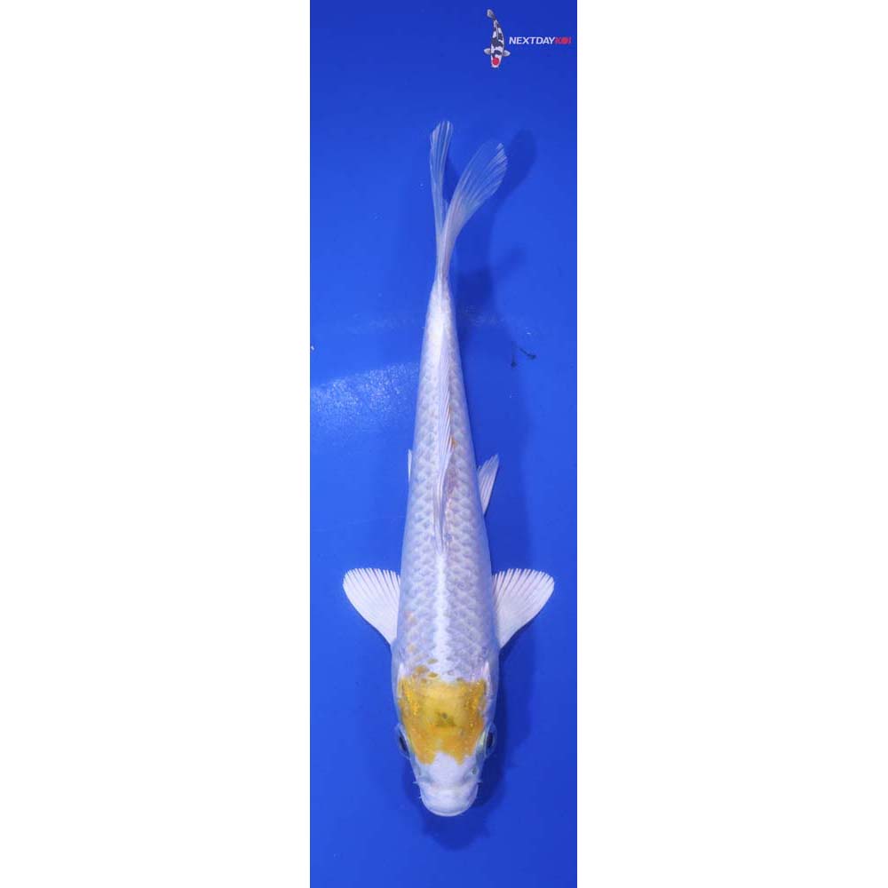 6” Imported Lemon Hariwake