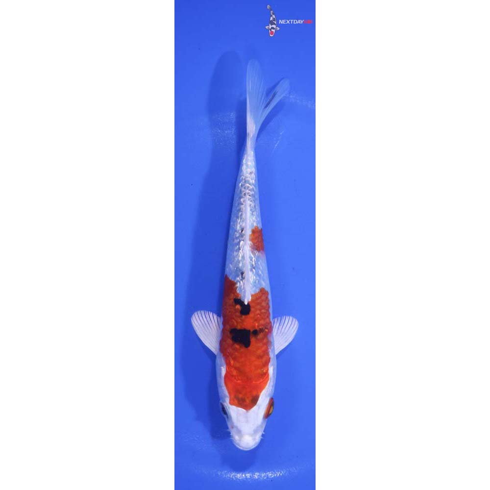 6” Imported Yamato Nishiki