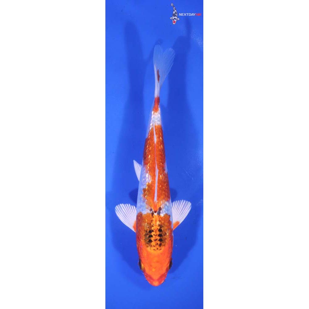 6” Imported Gin Rin Yamato Nishiki
