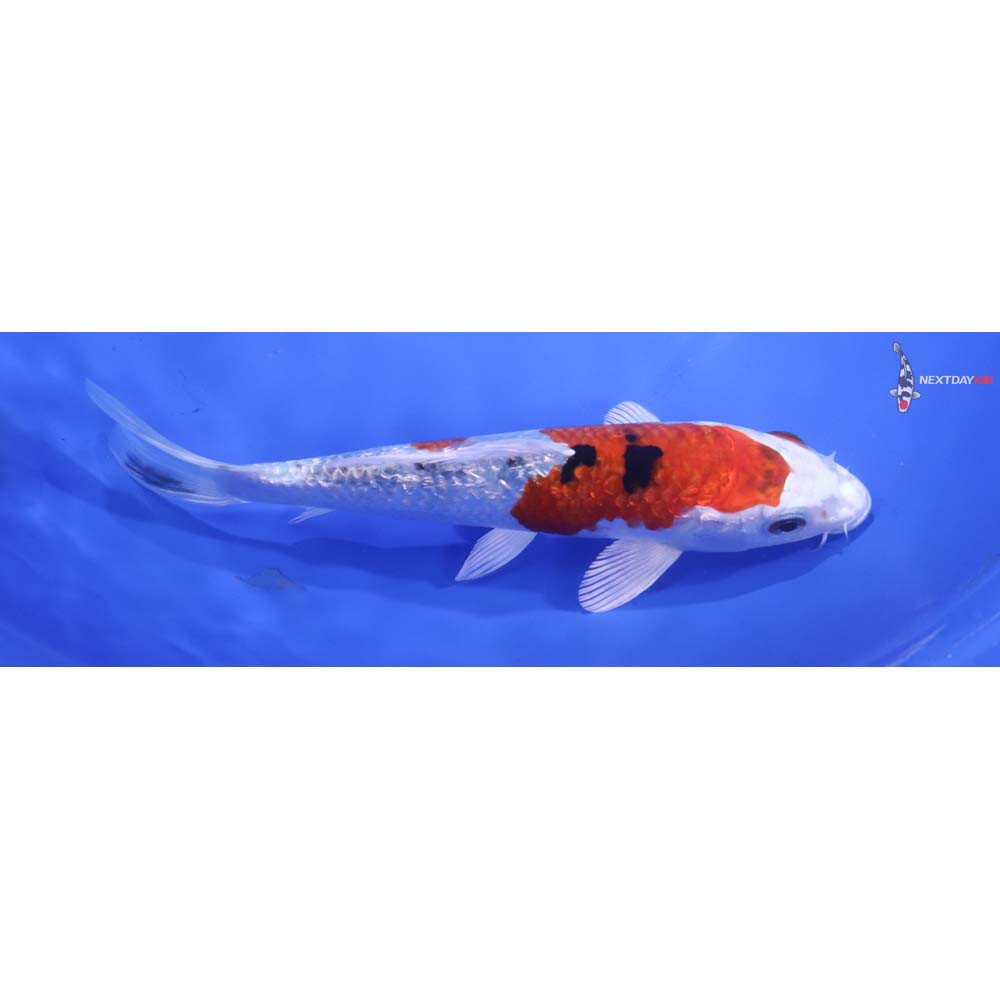 6” Imported Yamato Nishiki