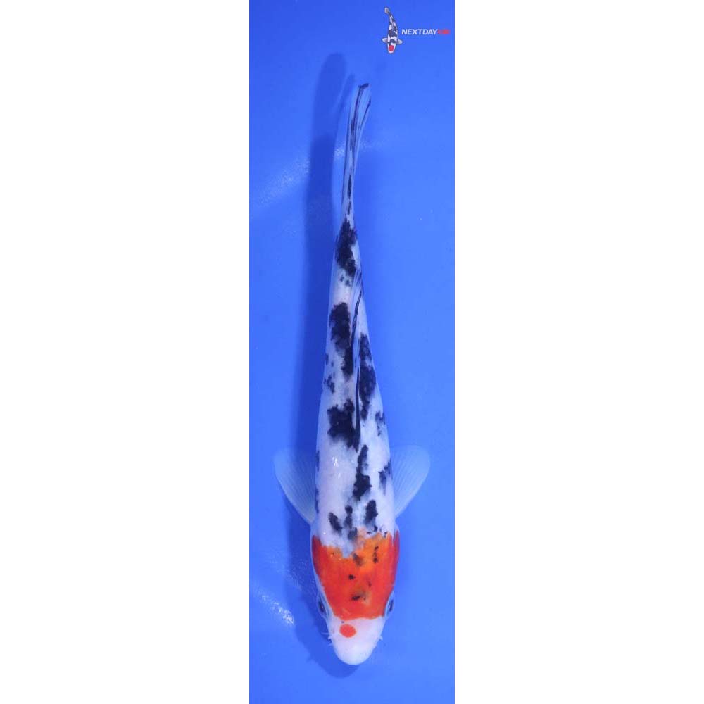 6.5” Imported Sanke