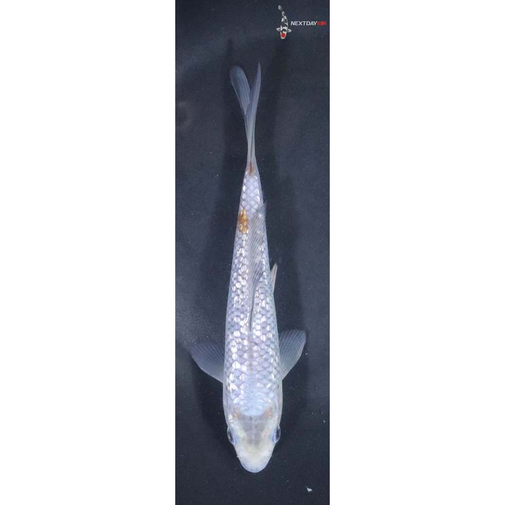 6.5” Imported Gin Rin Ochiba Shigure