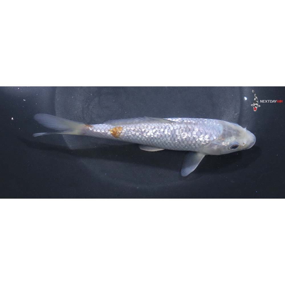 6.5” Imported Gin Rin Ochiba Shigure
