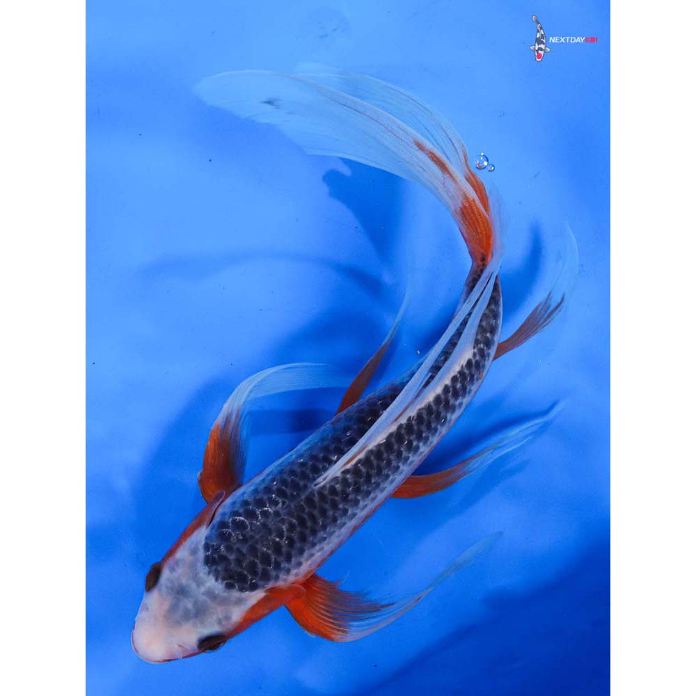 11” Imported Asagi Butterfly Koi