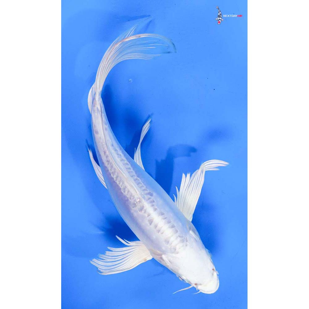 8.5” Imported Doitsu Platinum Ogon Butterfly Koi