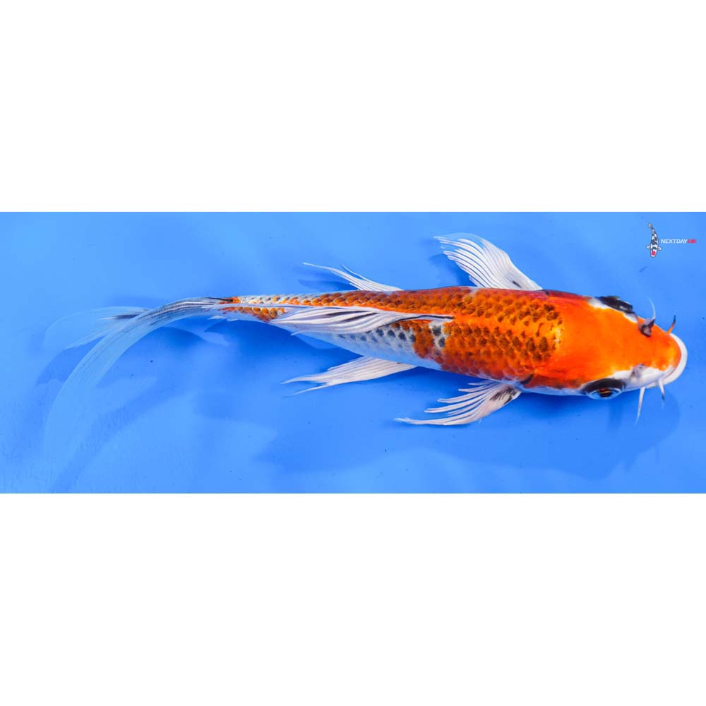 8.5” Imported Kujaku Butterfly Koi