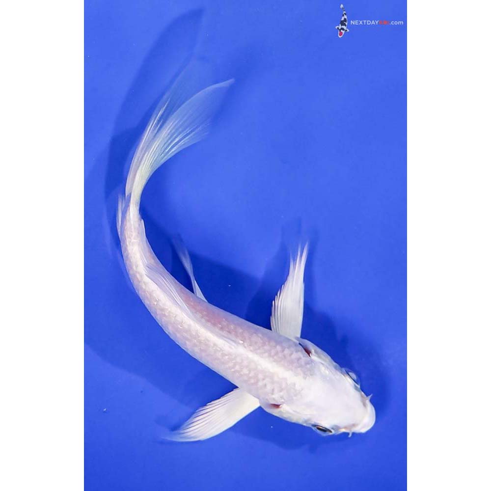 4.5” Imported Platinum Ogon Butterfly Koi