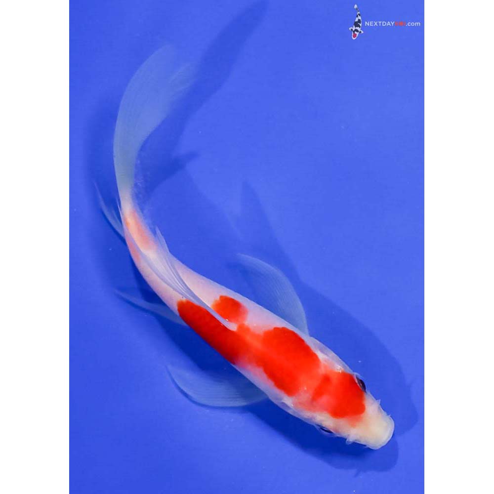 4.5” Imported Kohaku Butterfly Koi