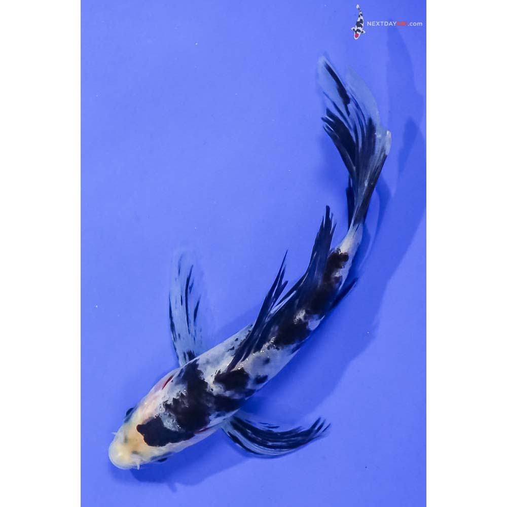 5” Imported Shiro Bekko Butterfly Koi