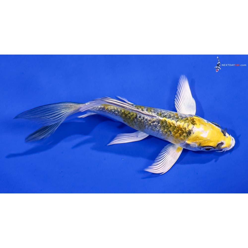 4.5” Imported Gin Rin Kujaku Butterfly Koi