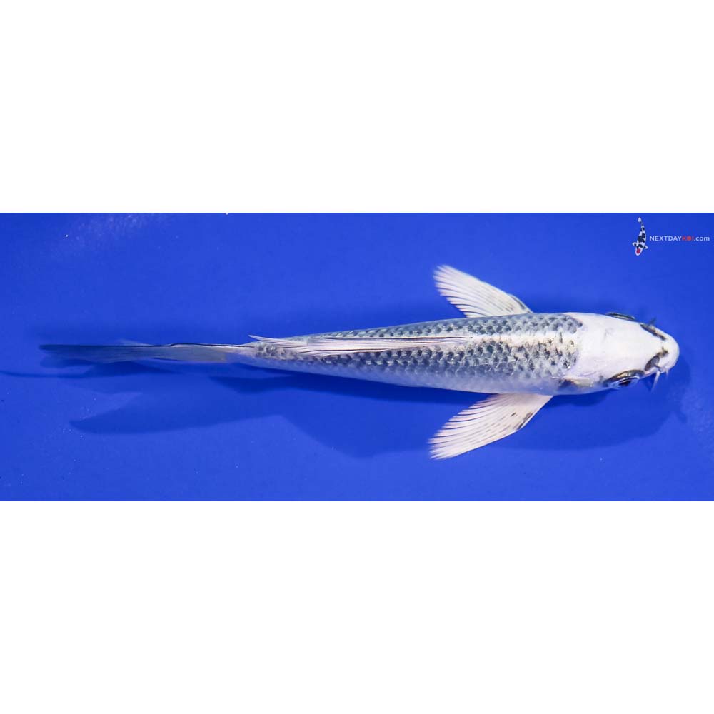 5” Imported Gin Matsuba Butterfly Koi