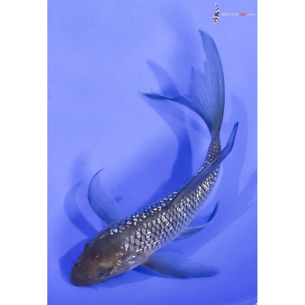 5” Imported Gin Rin Soragoi Butterfly Koi