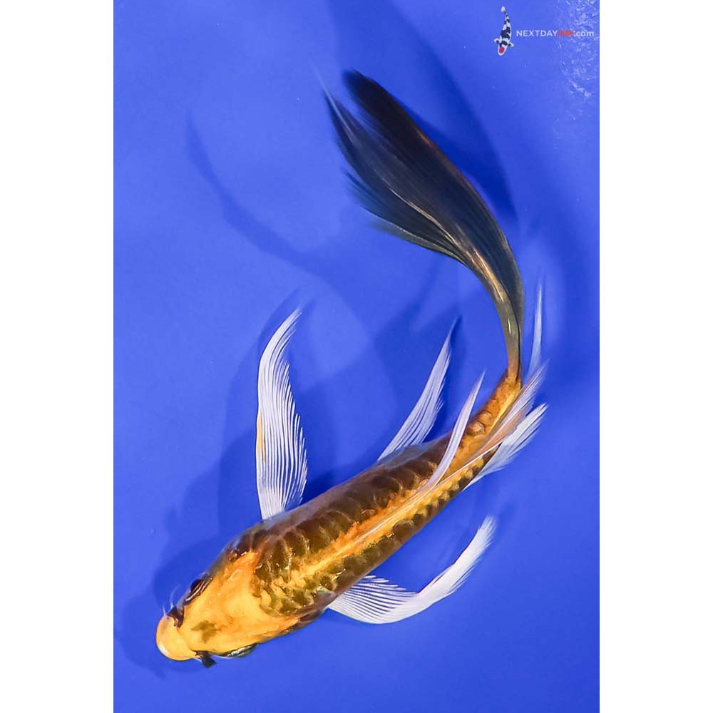 5.5” Imported Doitsu Ki Matsuba Butterfly Koi