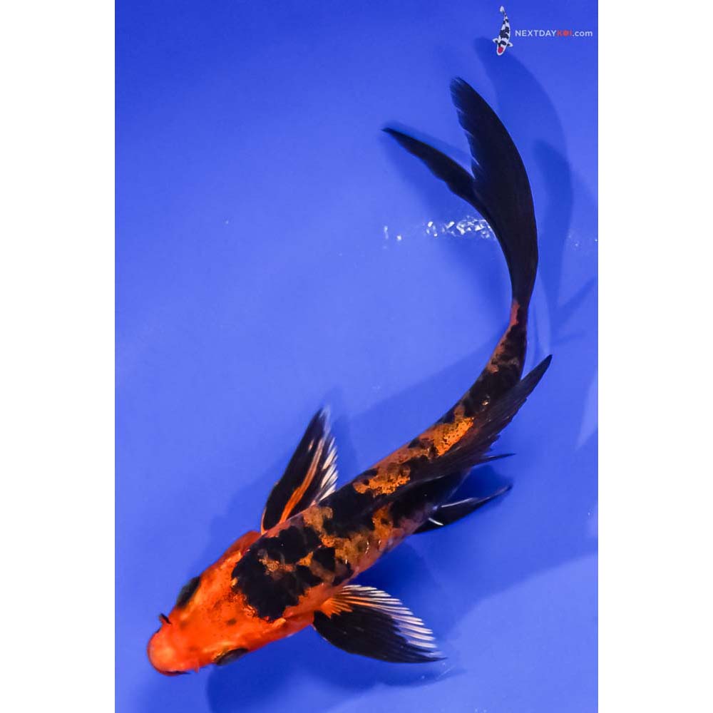 5.5” Imported Kin Aka Bekko Butterfly Koi