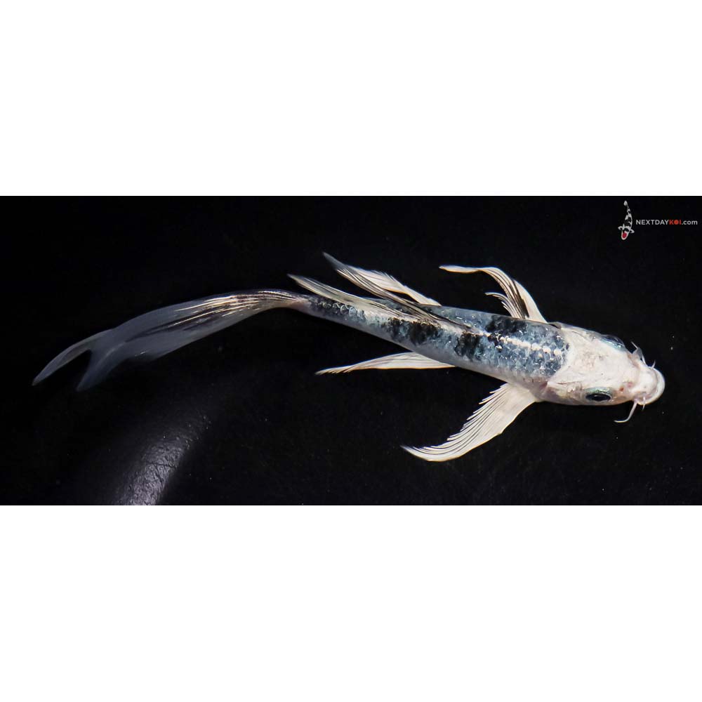 6” Imported Blue Gin Shiro Bekko Butterfly Koi